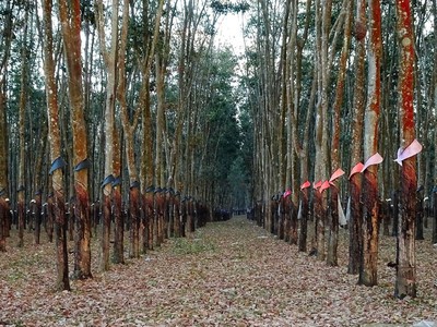 Thủ đoạn “ăn chặn” tiền vay, lương công nhân của cựu lãnh đạo Nông trường cao su Ea Hiao
