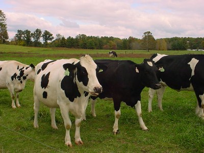 FLC và Vingroup đồng loạt đầu tư vào nông nghiệp Thanh Hóa