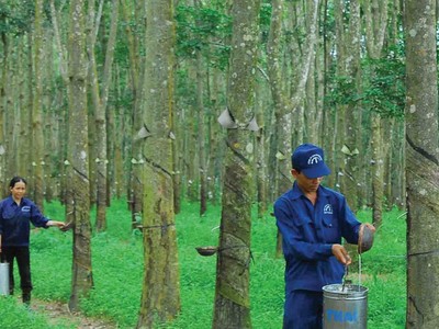 Tập đoàn Công nghiệp Cao su Việt Nam (GVR) dự kiến thoái vốn khỏi Vinaruco (VRG) với giá 20.800 đồng, thấp hơn 18,4% giá thị trường