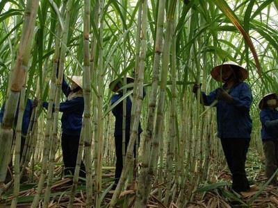 Cổ phiếu tăng 21,6% sau ba phiên, Mía đường Lam Sơn (LSS) thông qua kế hoạch bán toàn bộ hơn 2,3 triệu cổ phiếu quỹ