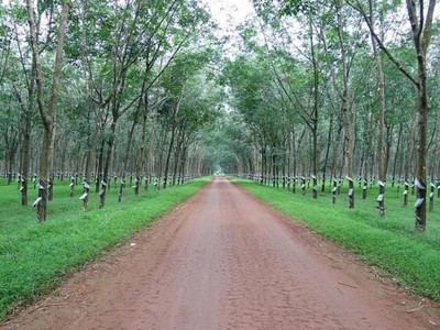 Công nghiệp Cao su Việt Nam (GVR): Tổng Giám đốc vừa ra 60.000 cổ phiếu