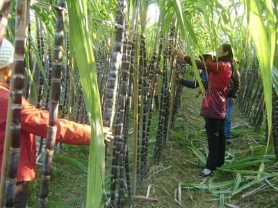 Quý III/2021, doanh thu Đường Quảng Ngãi (QNS) tăng 14,6% lên 2.114,6 tỷ đồng