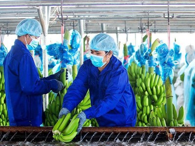 Hoàng Anh Gia Lai (HAG): Đặt kế hoạch lãi 1.120 tỷ đồng năm 2022, phát hành cổ phiếu để đầu tư vào ngành chuối và chăn nuôi heo