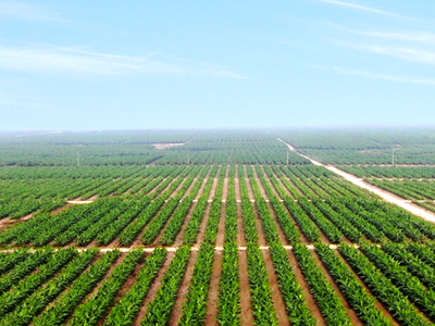 9 tháng đầu năm, Hoàng Anh Gia Lai (HAG) ghi nhận lãi 890,49 tỷ đồng nhờ hoàn nhập dự phòng