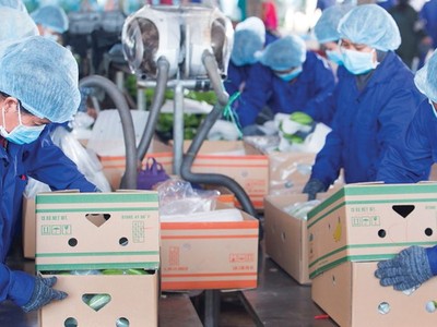 Nông nghiệp Quốc tế Hoàng Anh Gia Lai (HNG) gia hạn thời gian nộp Báo cáo tài chính quý IV/2022 chậm nhất đến ngày 10/2/2023