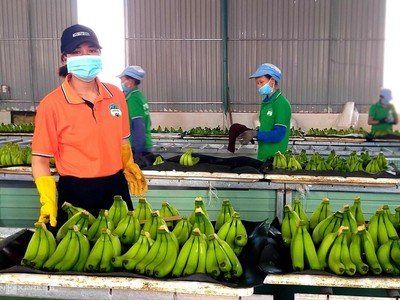 Hoàng Anh Gia Lai (HAG) nói gì khi bị kiểm toán nghi ngờ khả năng hoạt động liên tục