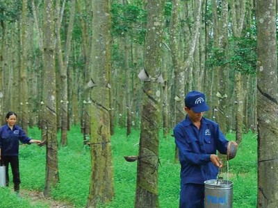 Cao su Tây Ninh (TRC) sắp bán ra toàn bộ 875.000 cổ phiếu quỹ