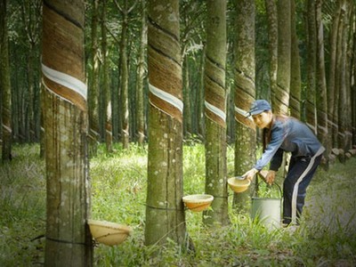 Cao su Phước Hoà (PHR) sắp trả cổ tức tỷ lệ 13,5% cho cổ đông