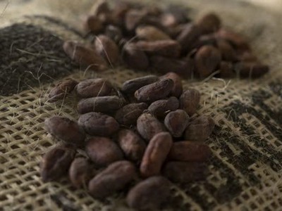 Giá ca cao giảm xuống mức thấp nhất trong 20 tháng