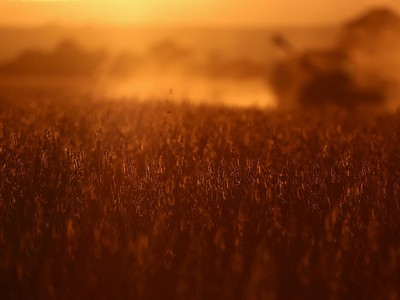 Trung Quốc có tháng thứ 2 liên tiếp không nhập khẩu đậu tương từ Mỹ 