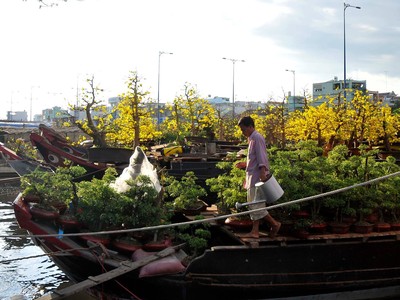 Mai trúng giá, hàng trăm triệu/gốc bày bán tại TP. HCM