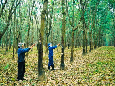 Cao su Tân Biên (RTB) lợi nhuận quý I tăng trưởng mạnh nhờ sản lượng và giá bán đều cao