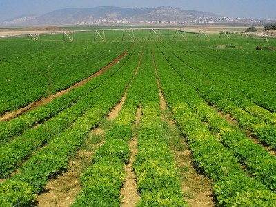 IFC đầu tư 230 tỷ đồng vào PAN Farm 