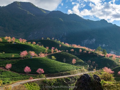 “Em ơi mùa xuân đến rồi đó, thắm đỏ ngàn hoa khát mặt trời“