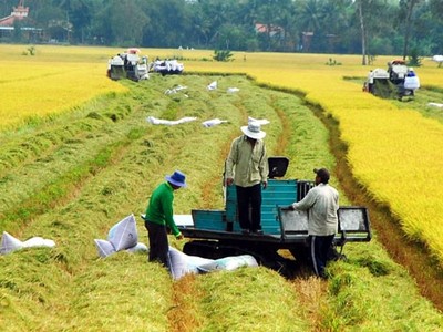 Tiếp tục đẩy mạnh cho vay thu mua lúa gạo Đồng bằng sông Cửu Long