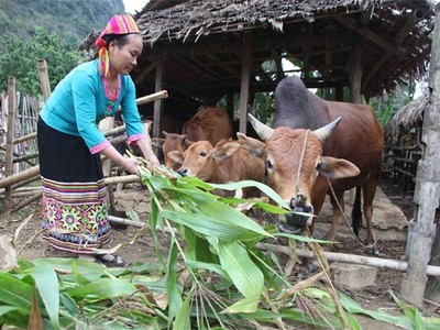 Đối tượng vay vốn theo quy định tại Quyết định số 2085/QĐ-TTg ngày 31/10/2016