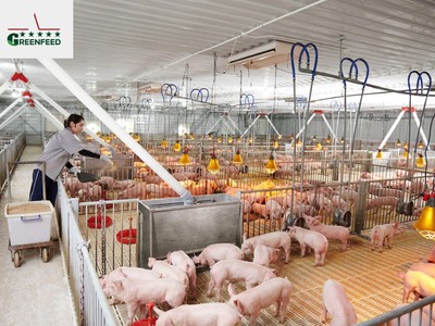 IFC hỗ trợ GREENFEED Việt Nam 1.000 tỷ đồng 