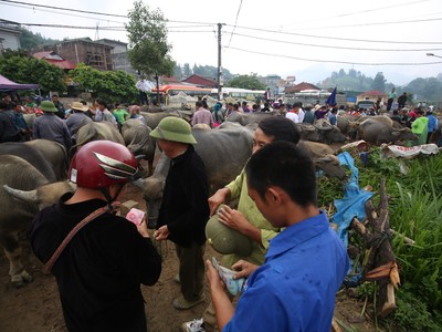 Trải nghiệm “sàn giao dịch” trâu lớn nhất Bắc Hà 