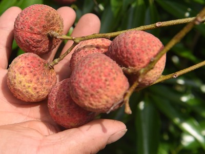 Đặc trưng của vải thiều Lục Ngạn là quả to tròn, vỏ chín có màu đỏ tươi, cùi vải dày, màu trắng trong, giòn, vị ngọt thanh và hạt nhỏ.