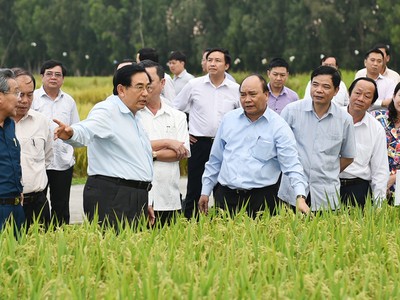 Thủ tướng Nguyễn Xuân Phúc thăm các cánh đồng mẫu, trồng các giống lúa mới của Trung tâm Nghiên cứu nông nghiệp Định Thành, Tập đoàn Lộc Trời tại An Giang. Ảnh: VGP/Quang Hiếu