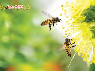 Một mùa Xuân mới đang về!