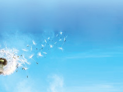 Hình ảnh hoa bồ công anh đầy ý nghĩa với thông điệp “Lan tỏa giá trị” xuyên suốt trong toàn bộ Báo cáo Phát triển bền vững 2015 của Tập đoàn Bảo Việt