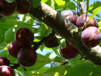 Mộc Châu mùa mận chín