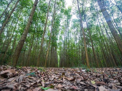 Đóng cửa rừng tự nhiên để đảm bảo phát triển bền vững