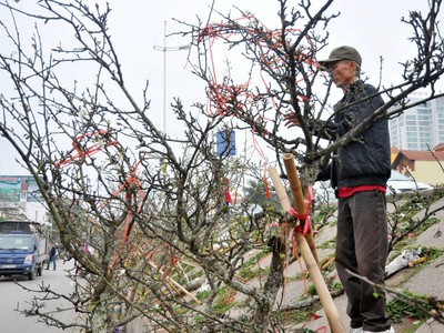 Chính phủ yêu cầu nghiên cứu kỹ phương án truy xuất nguồn gốc cây đào