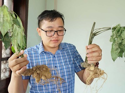 Bằng mắt thường, khách hàng rất khó phân biệt được sâm Ngọc Linh thật và sâm giả