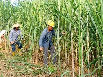 Doanh nghiệp mía đường vẫn còn trầy trật
