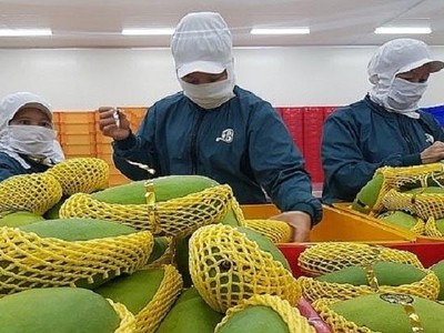 Việt Nam xuất khẩu xoài mới chỉ đạt con số hơn 180 triệu USD, chiếm 1,51% tổng kim ngạch xuất khẩu xoài của thế giới.