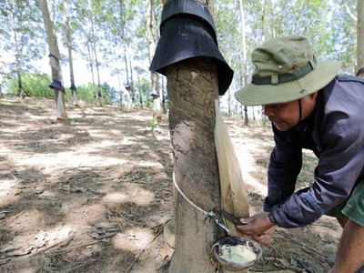 Ngành cao su hưởng lợi từ chu kỳ tăng giá