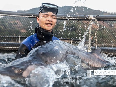 Cận cảnh trang trại độc quyền nhân giống cá tầm triệu đô tại Việt Nam