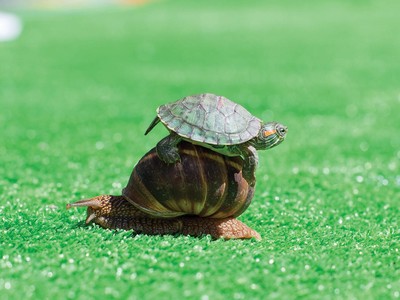 Tiến độ thi hành án tín dụng thường rất chậm