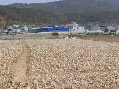 Người dân huyện Đức Trọng đang có đời sống ổn định nhờ trồng rau, củ, quả thương phẩm.