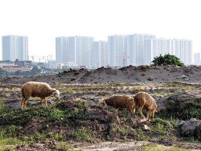 Nhiều khu đất dự án nằm chờ triển khai do chưa xác định được tiền M3. Ảnh: Dũng Minh 