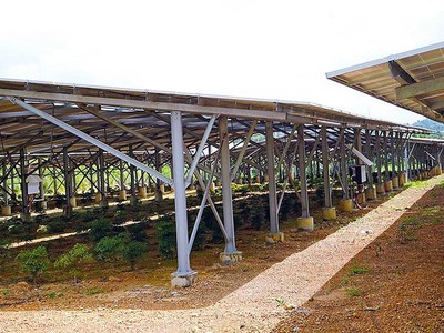 Dưới những tấm pin năng lượng mặt trời tại một dự án trang trại nông nghiệp ở Tây Nguyên chỉ là vài cây đinh lăng trồng để “đối phó”. Ảnh: Nhiệt Băng