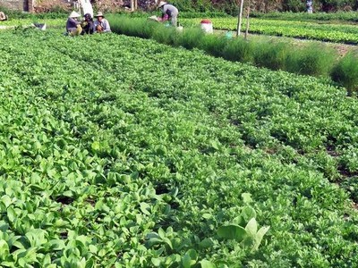 Dự án vườn rau công nghệ cao kết hợp du lịch cộng đồng được đầu tư dựa trên sản phẩm đã có sẵn và các hộ dân cùng tham gia góp cổ phần theo các hình thức khác nhau