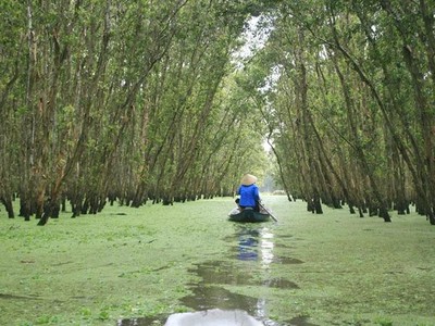 Rừng tràm An Giang