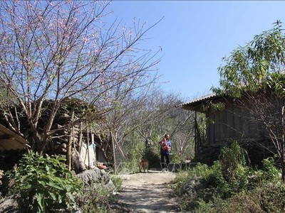 Trong vườn nhà dân, khuôn viên các trường học, công sở... những gốc đào đá nhiều năm tuổi đã bung hoa đỏ rực, dù gần 2 tháng nữa mới đến Tết Nguyên đán. 