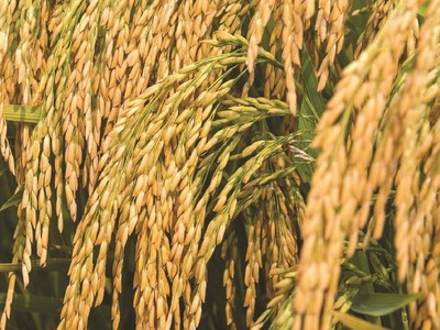 Hứa hẹn những vụ mùa bội thu