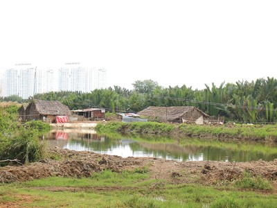 Đất nông nghiệp Bình Chánh tăng bất thường kể khi được quy hoạch thành quận. Ảnh: Trọng Tín 