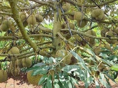 Hải quan Trung Quốc đã cấp 51 mã số vùng trồng và 25 cơ sở đóng gói cho sầu riêng Việt Nam.