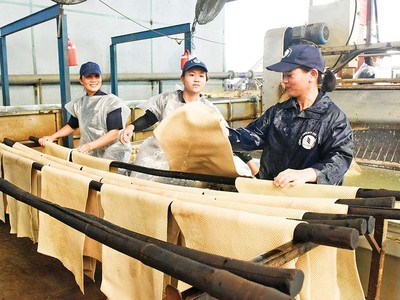 Bị chậm hoàn thuế GTGT từ hàng tỷ đồng đến hàng chục tỷ đồng, nhiều doanh nghiệp cao su lâm cảnh khốn đốn