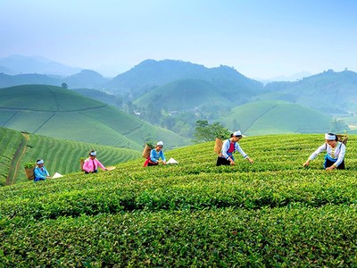 Chương trình OCOP được các địa phương triển khai đồng bộ, rộng khắp, trở thành một giải pháp được ưu tiên trong phát triển kinh tế nông thôn. (Ảnh: Phương Linh)