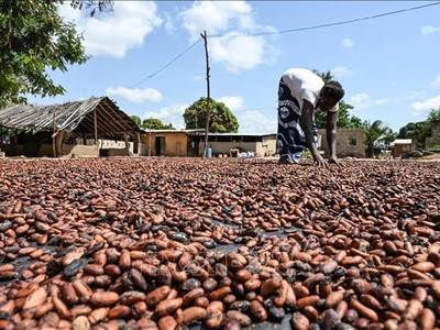 Nông dân phơi hạt ca cao tại làng Bringakro, Côte d'Ivoire. Ảnh tư liệu: AFP/TTXVN