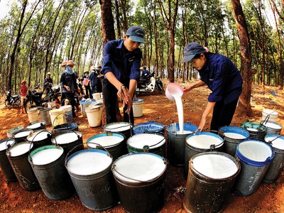 Nhóm cổ phiếu cao su chịu rủi ro kép