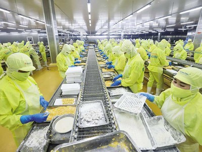 Doanh nghiệp xuất khẩu sang EU ngày càng chịu nhiều rào cản. Trong ảnh: Chế biến tôm xuất khẩu tại nhà máy thủy sản Minh Phú