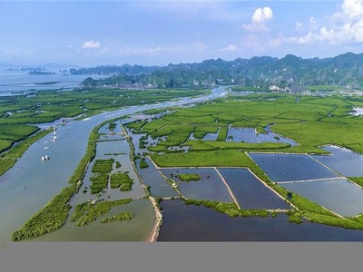 Hải Phòng muốn tái đầu tư nguồn thu từ giao dịch tín chỉ các-bon